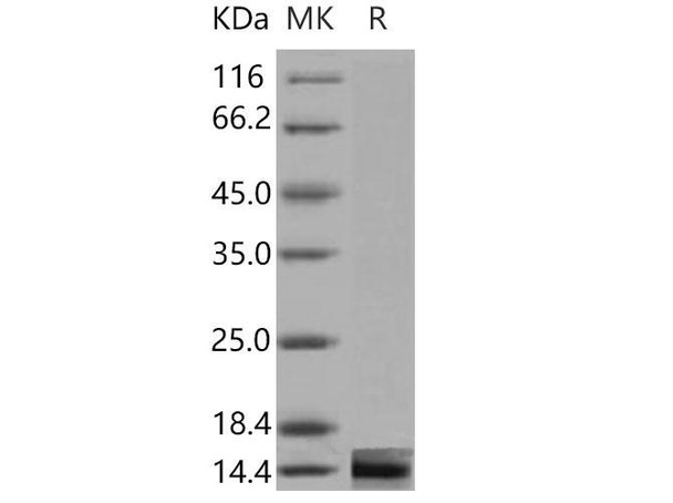 Mouse Galectin/LGALS1 Recombinant Protein  (RPES3784)