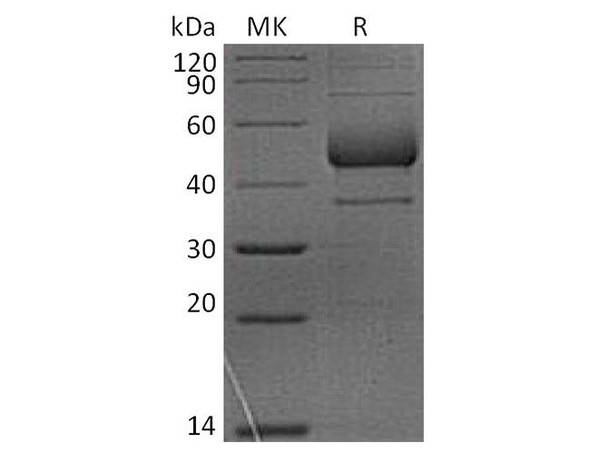 Rhesus macaque AILIM/CD278 Recombinant Protein (RPES3791)