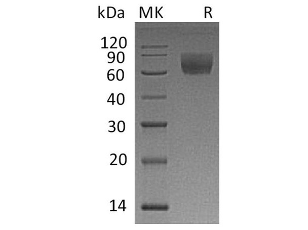 Rhesus macaque CD47/IAP Recombinant Protein (RPES3834)