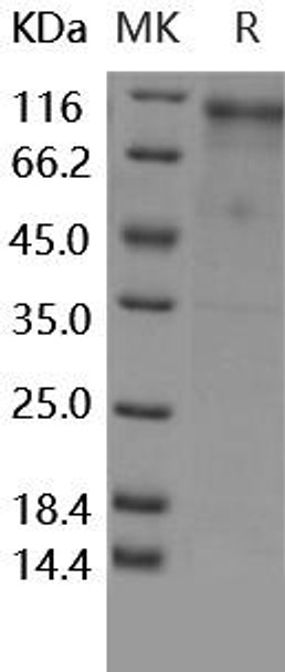 Human/Rhesus HER4/ErbB4 Recombinant Protein (RPES3837)