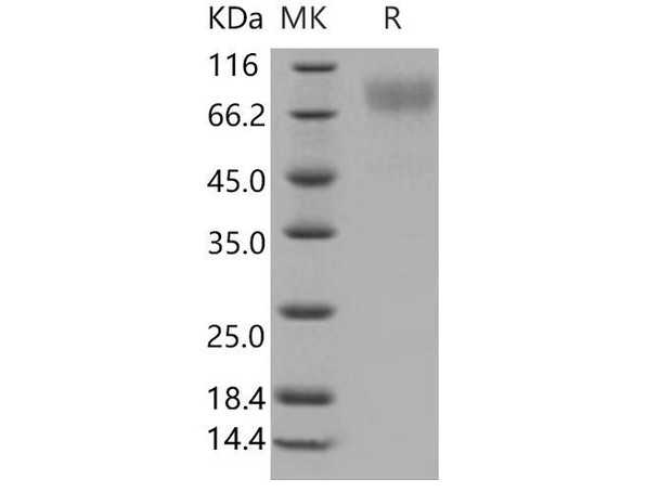 Human ICAM/CD54 Recombinant Protein (RPES4033)