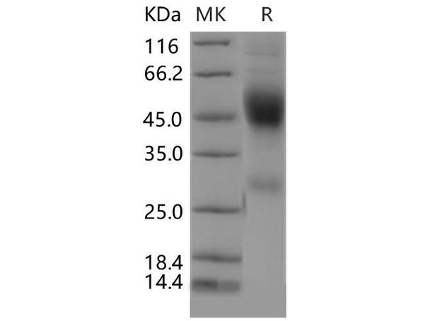 Mouse Neurexophilin/NXPH1 Recombinant Protein (RPES4082)