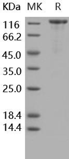 Human Contactin 2/CNTN2 Recombinant Protein (RPES4156)