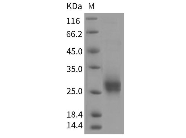 Rat CD90/THY Recombinant Protein (RPES4224)