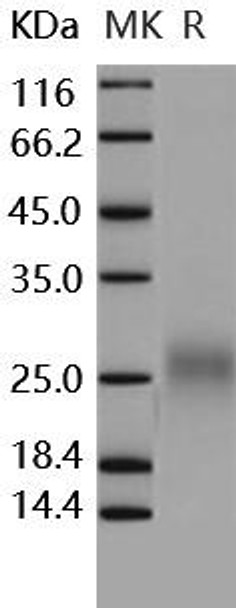 Human FLT3LG/Flt3 Ligand Recombinant Protein (RPES4502)