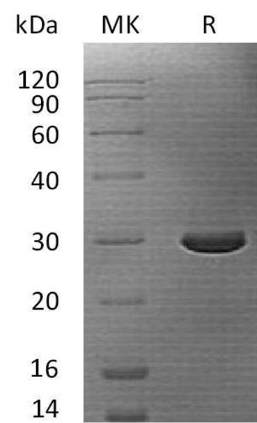 Human Caspase4/CASP14 Recombinant Protein (RPES4571)
