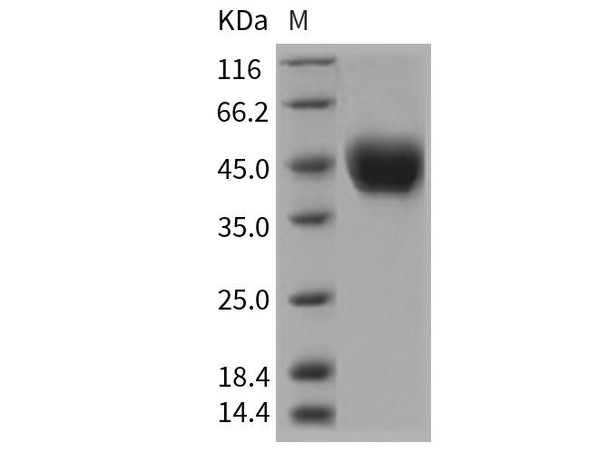 Rat CD14 Recombinant Protein (RPES4587)