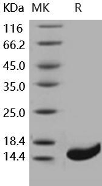 Human Galectin/LGALS1 Recombinant Protein  (RPES4732)