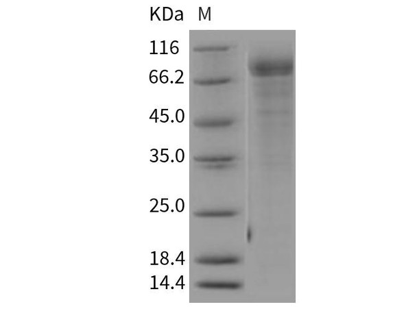 Rat Cadherin-8/CDH8 Recombinant Protein (RPES4880)