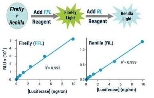 Duo-Glow Luciferase Assay Kit