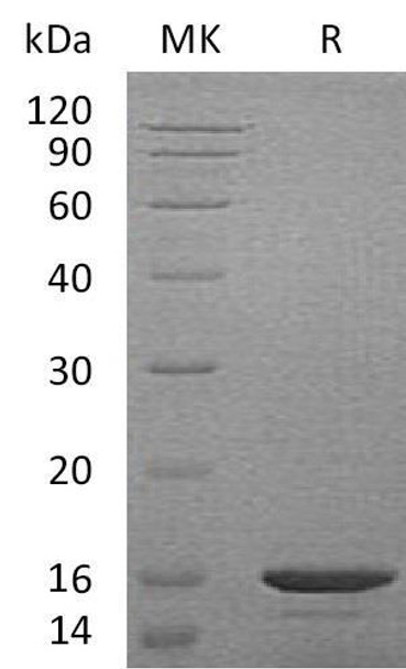 Mouse CCL21/CCL21a Recombinant Protein (RPES5129)