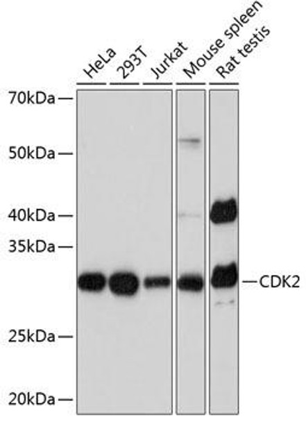 Cell Cycle Antibodies 2 Anti-CDK2 Antibody CAB0094