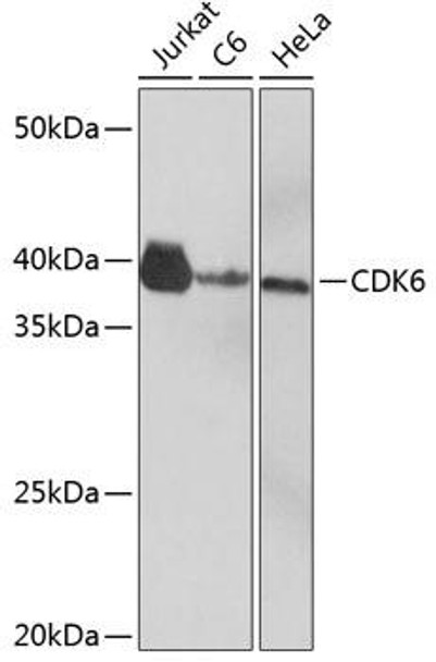 Cell Cycle Antibodies 2 Anti-CDK6 Antibody CAB0106