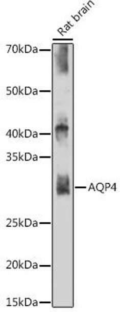 Signal Transduction Antibodies 3 Anti-AQP4 Antibody CAB11210