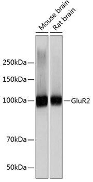 Signal Transduction Antibodies 3 Anti-GluR2 Antibody CAB11316