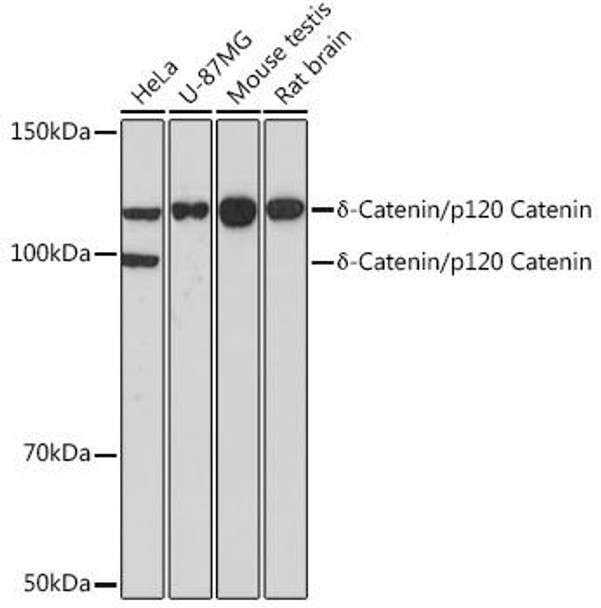 Cell Biology Antibodies 16 Anti-Delta-Catenin/p120 Catenin Antibody CAB11399