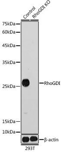 KO Validated Antibodies 1 Anti-RhoGDIKO Validated Antibody CAB11556