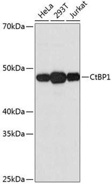 Developmental Biology Anti-CtBP1 Antibody CAB11600