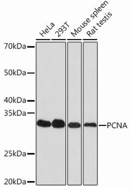 Epigenetics and Nuclear Signaling Antibodies 5 Anti-PCNA Antibody CAB12427