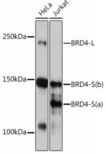 Epigenetics and Nuclear Signaling Antibodies 5 Anti-Brd4 Antibody CAB12677