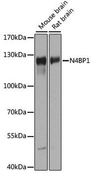 Cell Biology Antibodies 14 Anti-N4BP1 Antibody CAB14094