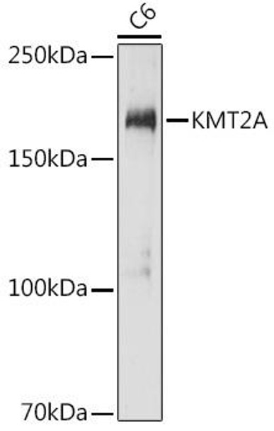 KO Validated Antibodies 1 Anti-KMT2A AntibodyKO Validated CAB1435