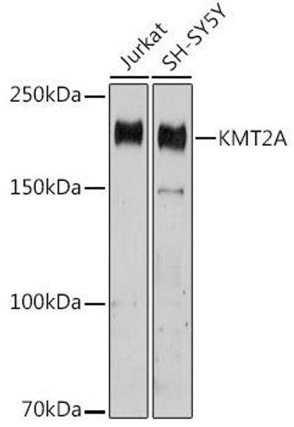 KO Validated Antibodies 1 Anti-KMT2A AntibodyKO Validated CAB1435