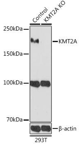 KO Validated Antibodies 1 Anti-KMT2A AntibodyKO Validated CAB1435