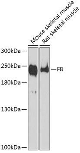 Cell Biology Antibodies 14 Anti-F8 Antibody CAB1366