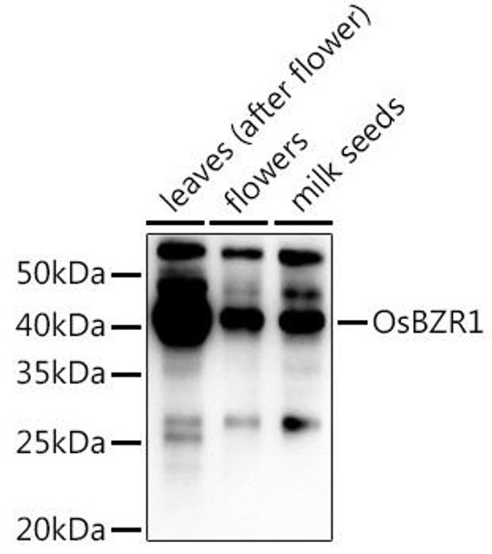 Cell Biology Antibodies 14 Anti-OsBZR1 Antibody CAB16014