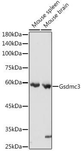 Cell Biology Antibodies 14 Anti-Gsdmc3 Antibody CAB16741