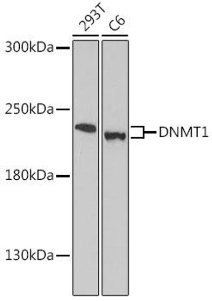 Epigenetics and Nuclear Signaling Antibodies 5 Anti-DNMT1 Antibody CAB16833