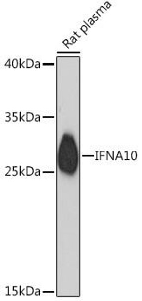 Cell Biology Antibodies 14 Anti-IFNA10 Antibody CAB16880