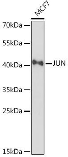 Epigenetics and Nuclear Signaling Antibodies 5 Anti-JUN Antibody CAB16905
