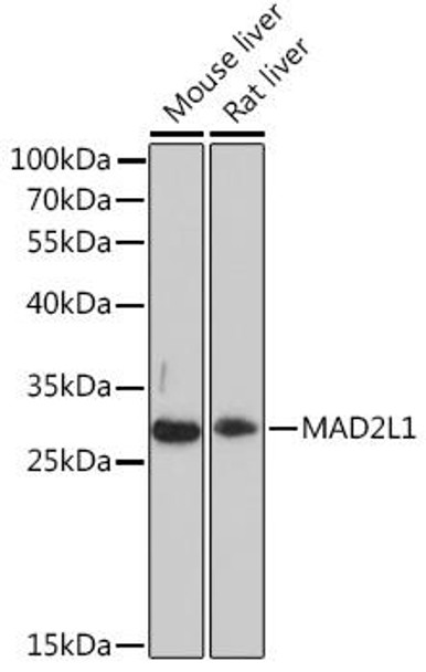 Cell Cycle Antibodies 2 Anti-MAD2L1 Antibody CAB16911