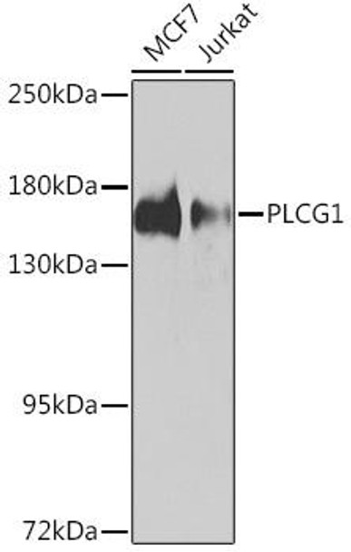 Immunology Antibodies 3 Anti-PLCG1 Antibody CAB16953