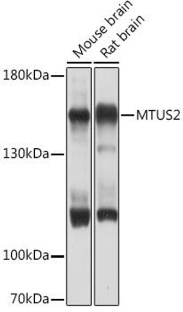 Cell Biology Antibodies 13 Anti-MTUS2 Antibody CAB17108