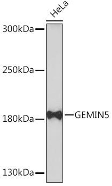 Cell Biology Antibodies 13 Anti-GEMIN5 Antibody CAB17125