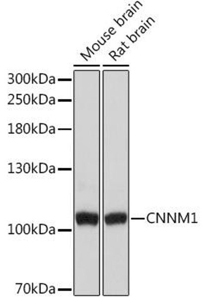 Cell Biology Antibodies 13 Anti-CNNM1 Antibody CAB17131