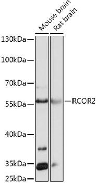 Cell Biology Antibodies 13 Anti-RCOR2 Antibody CAB17275