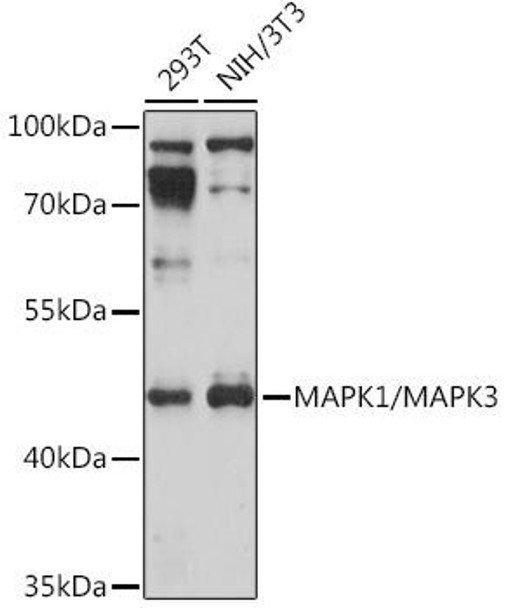 Cell Biology Antibodies 13 Anti-MAPK1/MAPK3 Antibody CAB17291