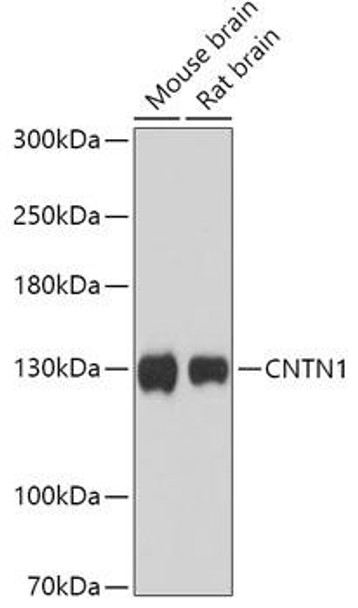 Cell Biology Antibodies 13 Anti-CNTN1 Antibody CAB17459