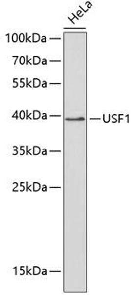 Epigenetics and Nuclear Signaling Antibodies 5 Anti-USF1 Antibody CAB1749
