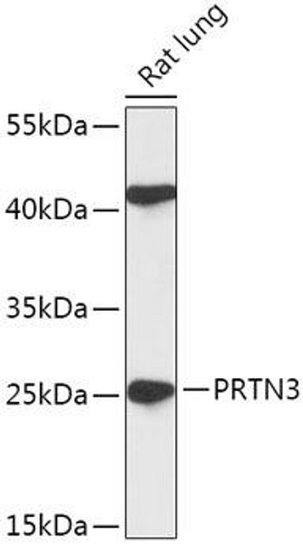 Cell Biology Antibodies 13 Anti-PRTN3 Antibody CAB17522