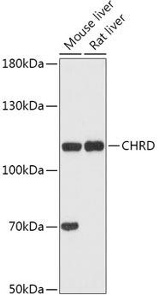Cell Biology Antibodies 13 Anti-CHRD Antibody CAB17571