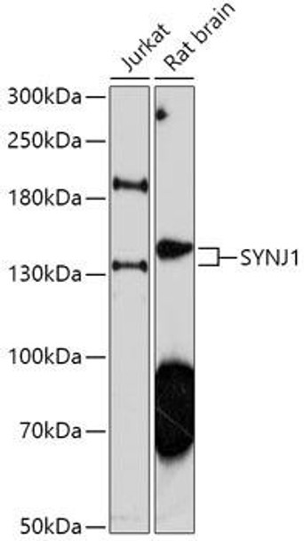 Cell Biology Antibodies 13 Anti-SYNJ1 Antibody CAB17581