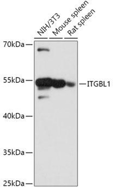 Cell Biology Antibodies 13 Anti-ITGBL1 Antibody CAB17592