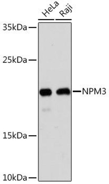Cell Biology Antibodies 13 Anti-NPM3 Antibody CAB17612