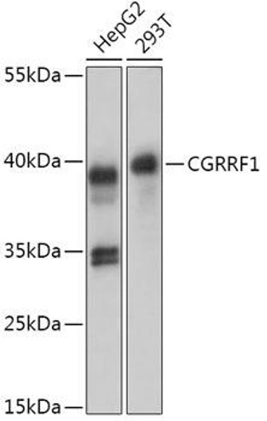 Cell Biology Antibodies 13 Anti-CGRRF1 Antibody CAB17620