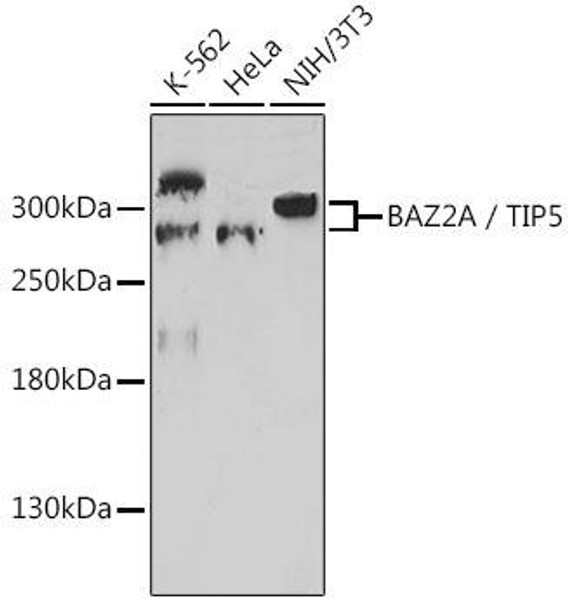 Cell Biology Antibodies 13 Anti-BAZ2A / TIP5 Antibody CAB17629